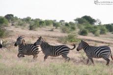 IMG 7551-Kenya, zebras at Tsavo East